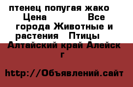 птенец попугая жако  › Цена ­ 60 000 - Все города Животные и растения » Птицы   . Алтайский край,Алейск г.